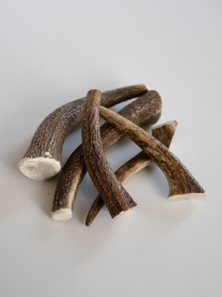 Bois de cerf à mâcher naturel pour chien