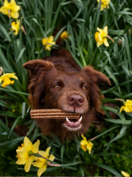 Stick dentaire pour chien - Brit Dental Stick - Calm 😌