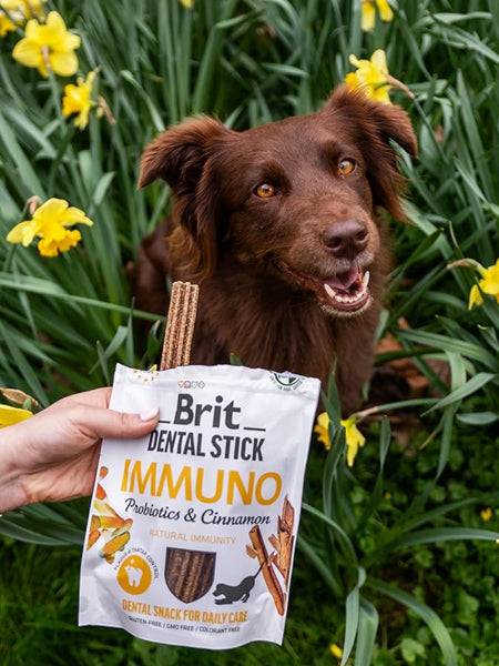 Stick dentaire pour chien - Brit Dental Stick - Immuno 💪