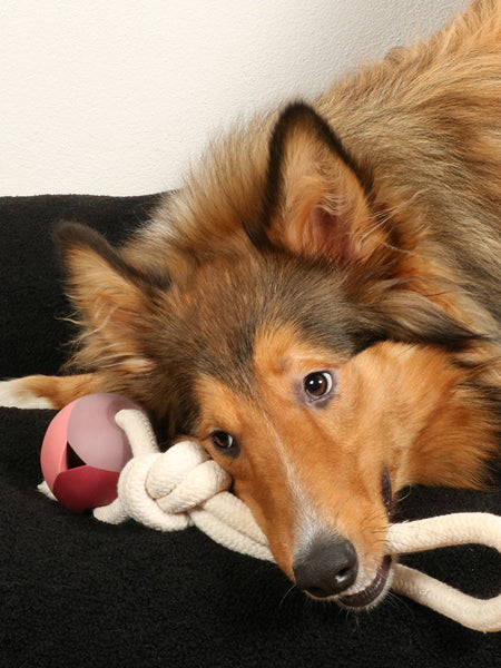 Balle en caoutchouc et corde pour chien - Nora rose