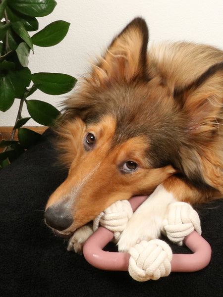 Triangle en caoutchouc et corde pour chien - Milou Rose