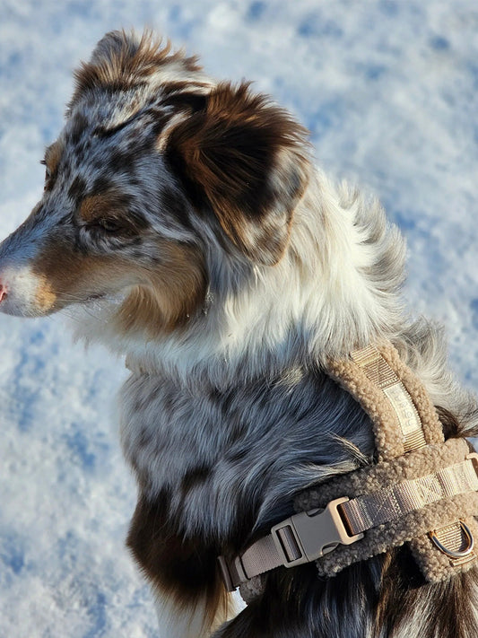 Harnais en H pour chien - Sherpa Sand - Furlou