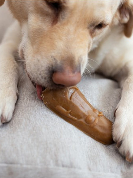Friandises dentaires à mâcher pour chien