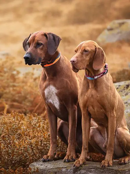 Collier pour chien - Trail quest collar - Teal & Wine