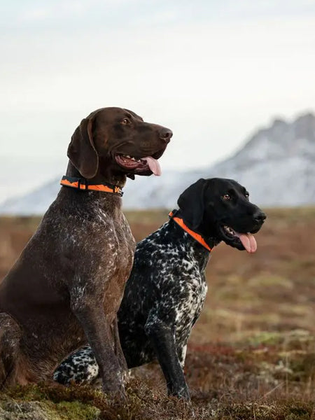 Collier pour chien - Trail quest collar - Black & Orange