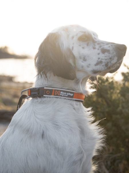 Collier pour chien - Roam Collar Orange - Non-Stop Dogwear