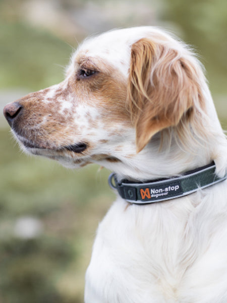 Collier pour chien - Roam Collar Vert - Non-Stop Dogwear