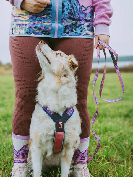 Harnais pour chien - Line Harness 5.0 Rachel Pohl edition - Purple/Pink