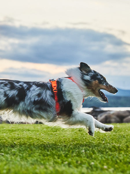 Harnais pour chien - Line Harness 5.0 - Orange - Non-Stop Dogwear