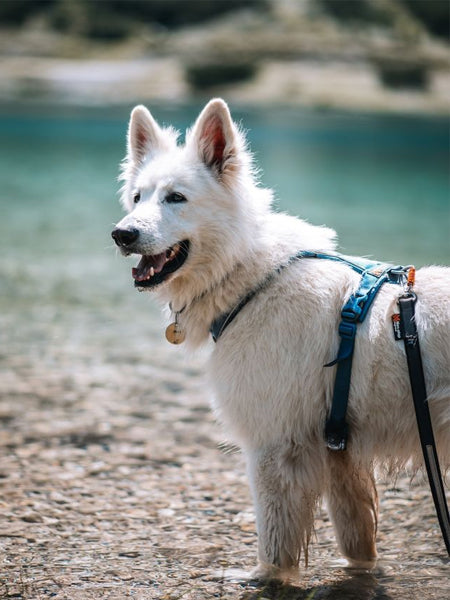 Harnais Line Harness 5.0 - Teal édition limitée - Non-Stop Dogwear