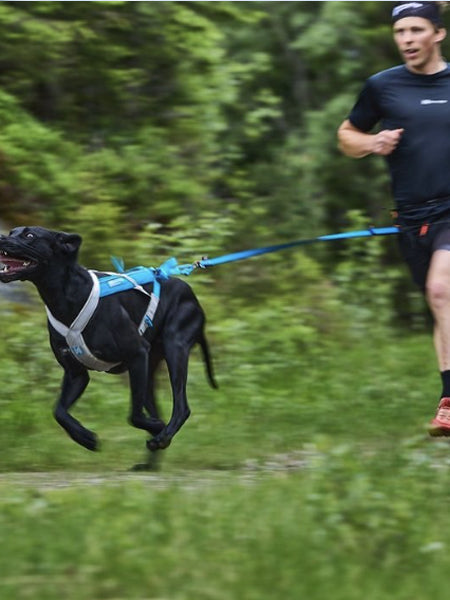 Laisse pour chien sportif - Bungee Leash Limited edition