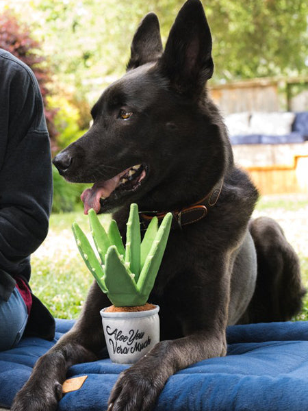 Peluche pour chien Blooming Buddies - Pot Aloe Vera 🌱 - Pet PLAY