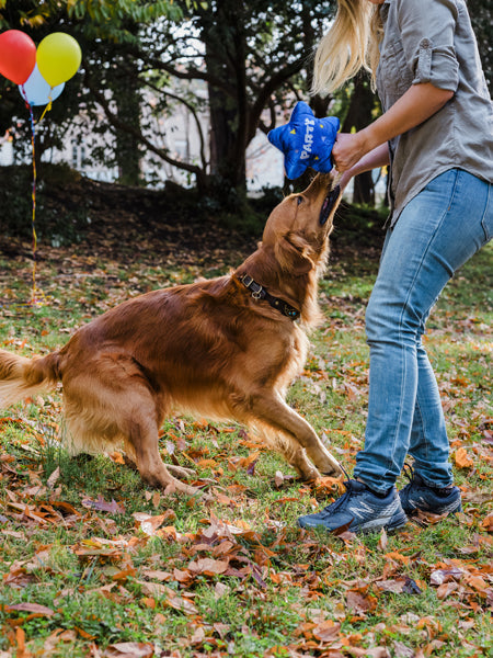 Jouet en peluche pour chien