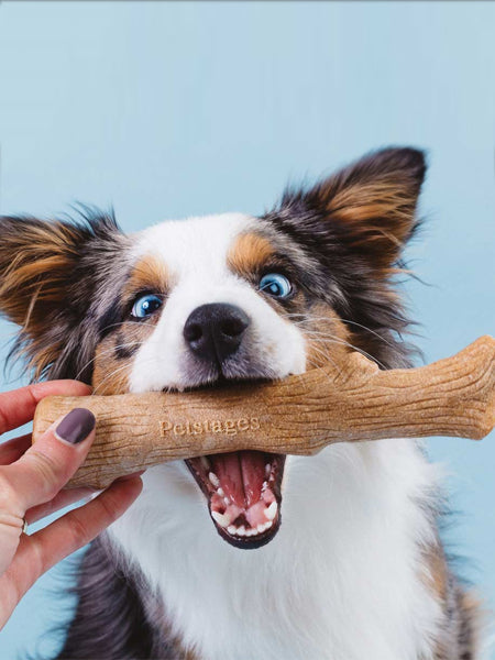 Bâton de bois à mâcher pour chien
