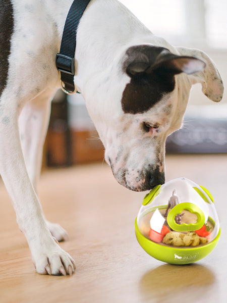 Jouet distributeur de friandises pour chien - Wobble Ball vert - Pet PLAY