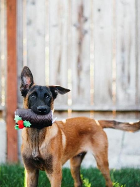 Jouet en peluche pour chien - Holiday Classic - Buche de Noel - Pet PLAY