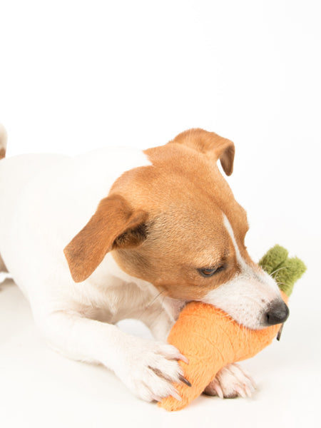 Jouet en peluche pour chien - Carotte 🥕- Pet PLAY