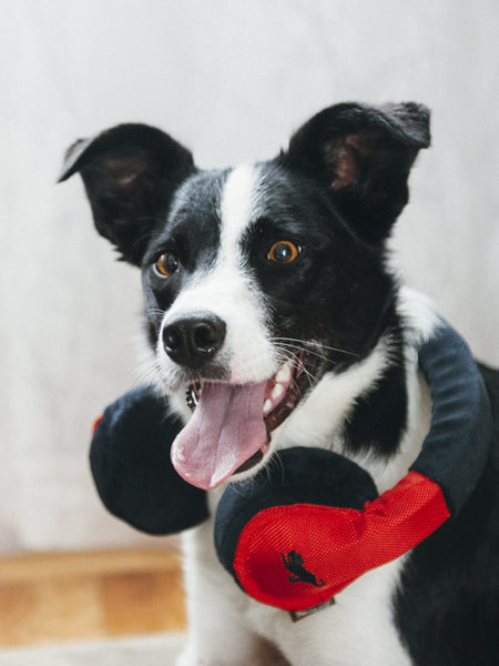 Jouet en peluche pour chien - Globetrotter - Casque audio - Pet PLAY
