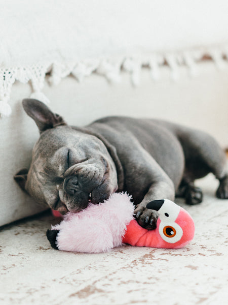 Jouet en peluche pour chien - Fetching Flock - Flamant rose - Pet PLAY