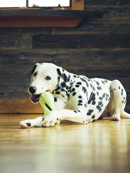 Jouet interactif puzzle pour chien - Qwizl Zogoflex - Vert - Eco-friendly