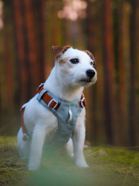 Harnais pour chien Alpha 360 - Glacier Green Mix - Woolly Wolf