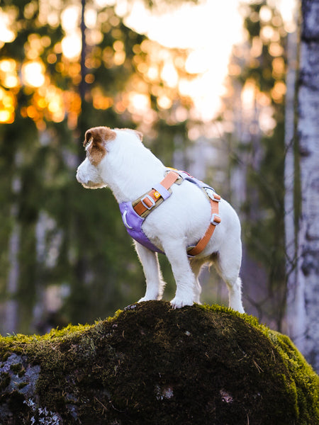 Harnais pour chien Alpha 360 - Lavender Mix - Woolly Wolf