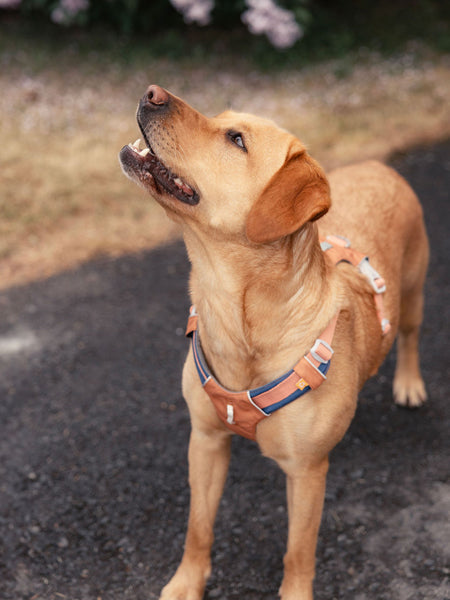 Harnais pour chien Alpha 360 - Golden Hour Mix - Woolly Wolf