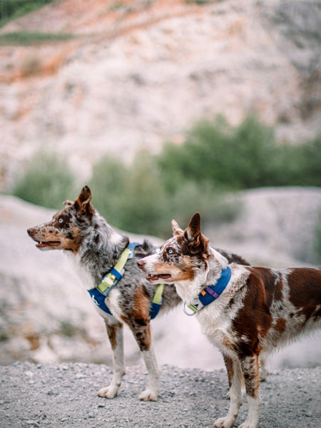 Harnais pour chien Alpha 360 - Deep teal Mix - Woolly Wolf