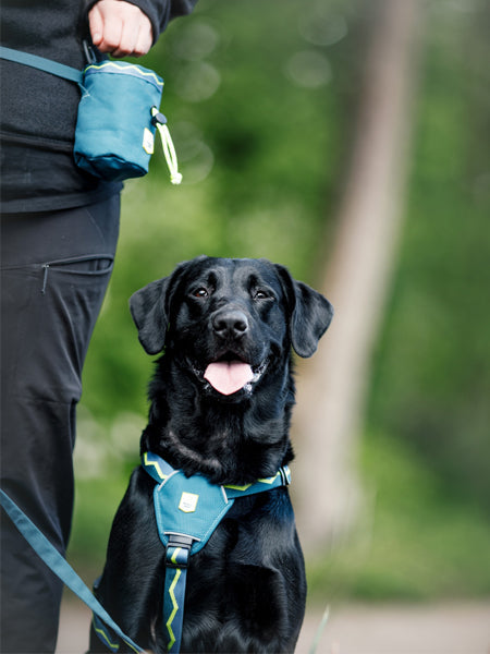 Harnais pour chien - Horizon Deep Teal Mix - Woolly Wolf