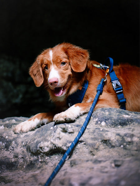 Laisse en corde recyclée pour chien - Deep teal - Woolly Wolf