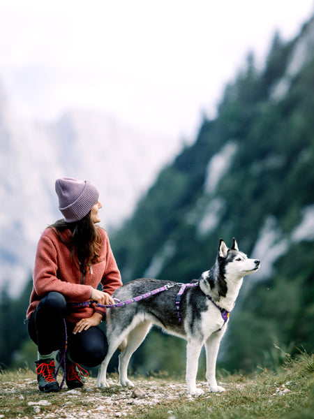 Laisse originale pour chien motif Northern Lights - Woolly Wolf