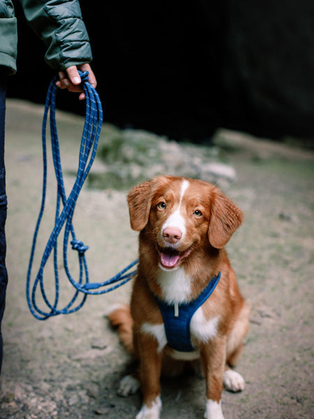 Longe en corde recyclée pour chien - Deep teal - Woolly Wolf