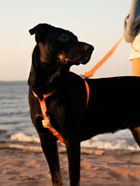 Harnais pour chien en néoprène - Neopro Lime - Zee.Dog