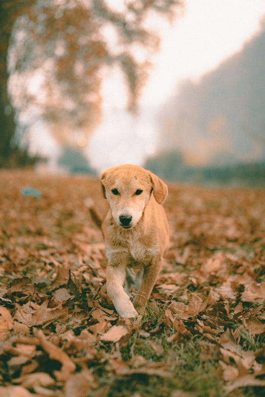 Chien qui marche sur un chemin couvert de feuilles d’automne