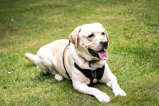 Chien allongé dans l’herbe, équipé d’un harnais