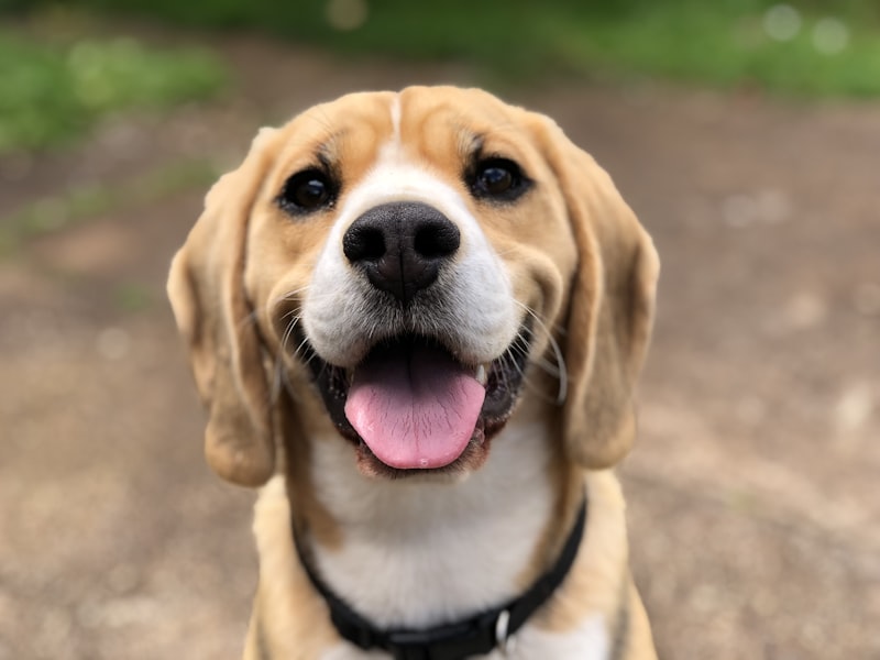 Chien souriant qui porte un collier