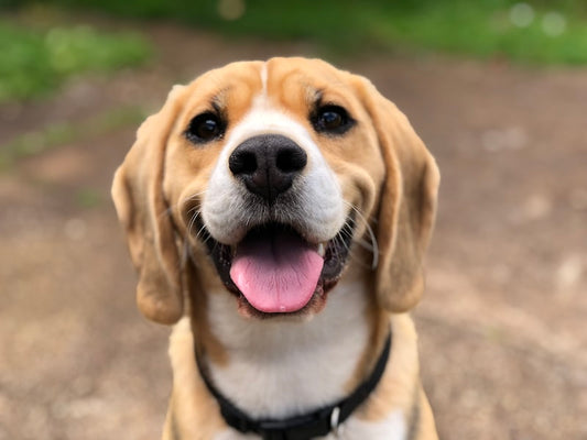 Chien souriant qui porte un collier