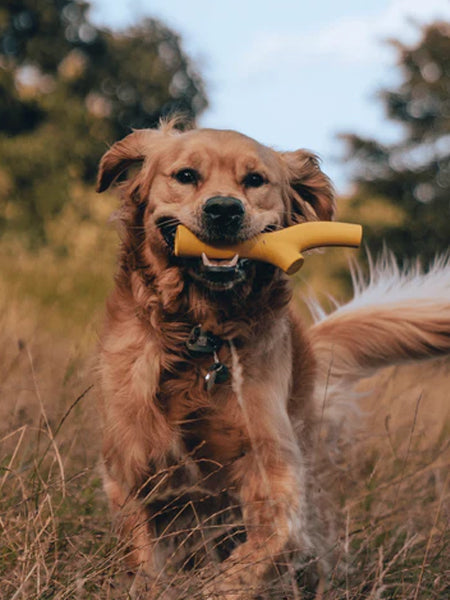 Bâton en caoutchouc pour chien - Super Stick Jaune - Beco