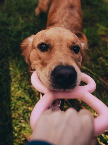 Bâton en caoutchouc pour chien - Tugger Rose - Beco