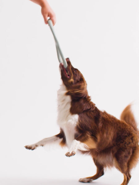 Bâton en caoutchouc pour chien - Tugger Vert - Beco