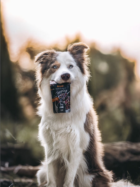 Garniture avec bouillon pour chien
