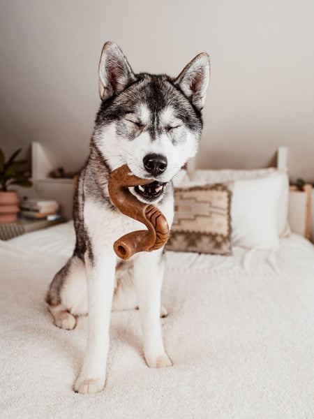 Jouet à mâcher et à remplir pour chien - Tripebone au Boeuf - Benebone