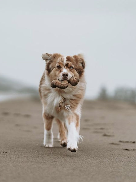 Jouet à mâcher et à remplir pour chien