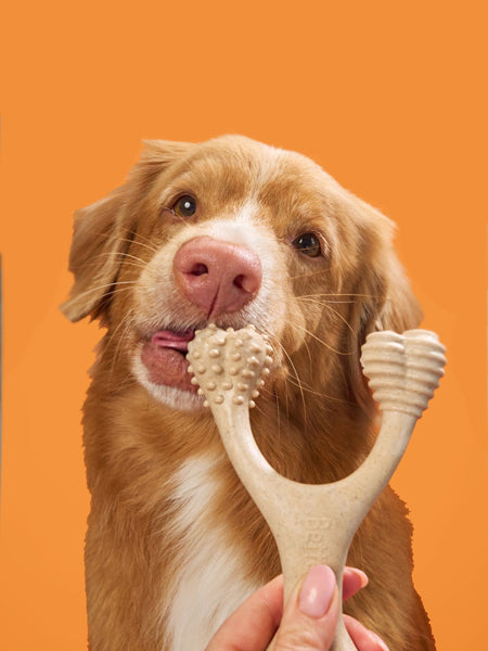 Jouet à mâcher pour chien