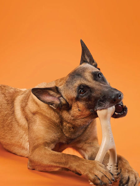 Jouet à mâcher pour chien - Densité Hard pour mâchouilleur agressif - BetterBone