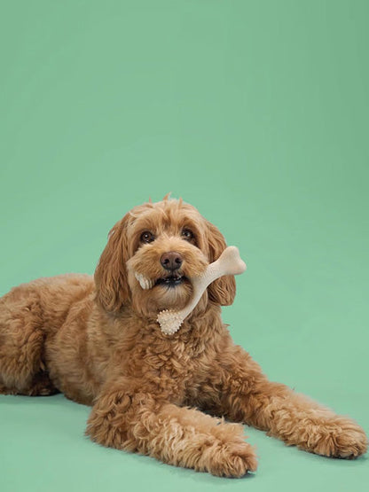 Jouet à mâcher pour chien