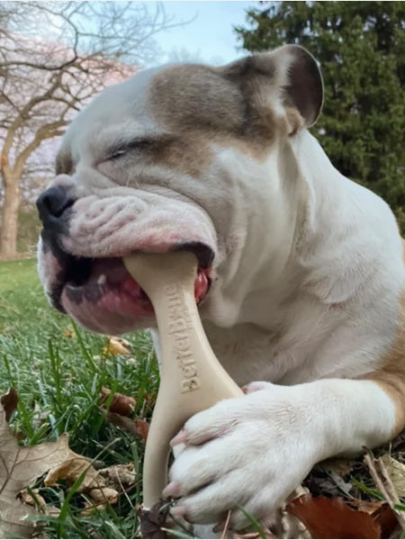 Jouet à mâcher pour chien