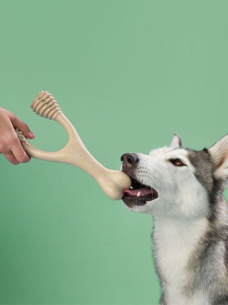 Jouet à mâcher pour chien
