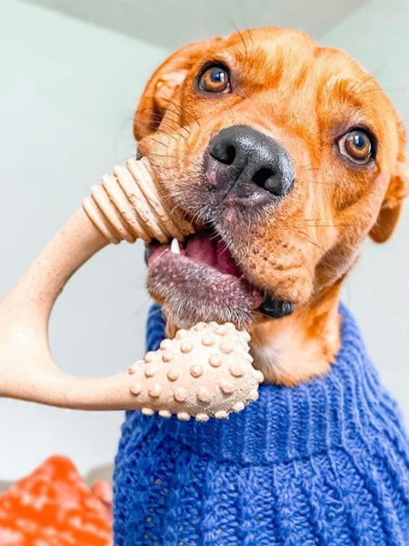 Jouet à mâcher pour chien