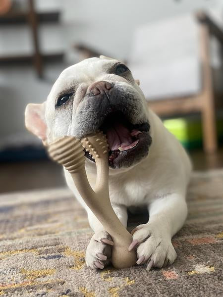 Jouet à mâcher pour chiots ou chien séniors